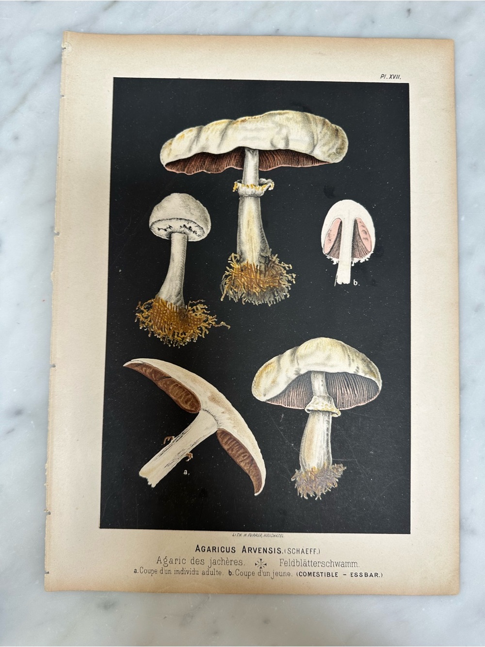 1890 Fritz Leuba Mushroom Natural History Lithograph